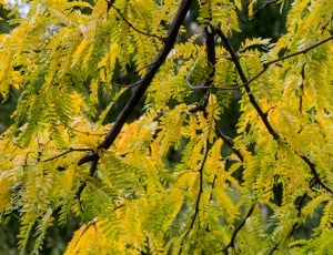 Golden Autumn, Yellow, Leaves, Autumn, nature, growth thumbnail