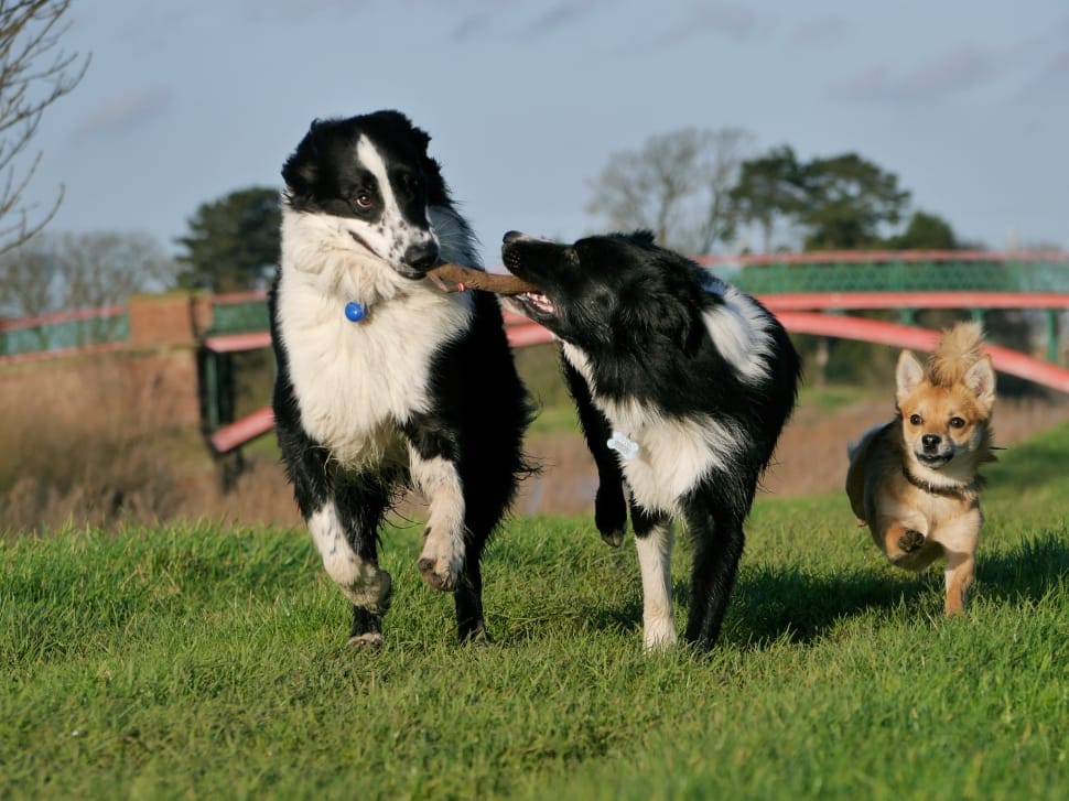 Black And White Border Collie Free Image Peakpx