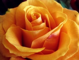 Rose, Nature, Flower, flower, petal thumbnail