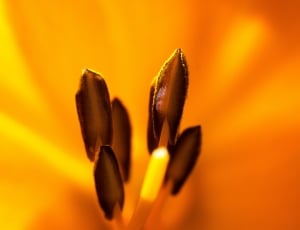 brown flower in closeup photography thumbnail