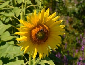bumble bee on sunflower thumbnail
