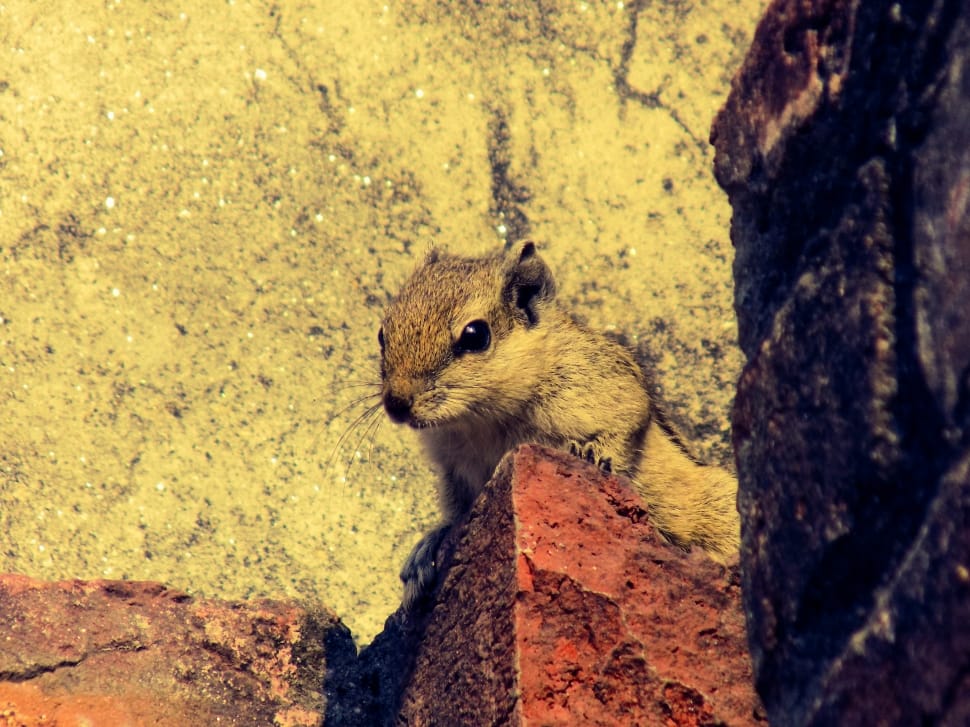 brown squirrel beside concrete wall preview