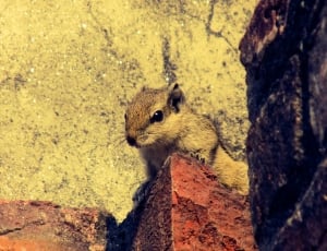 brown squirrel beside concrete wall thumbnail