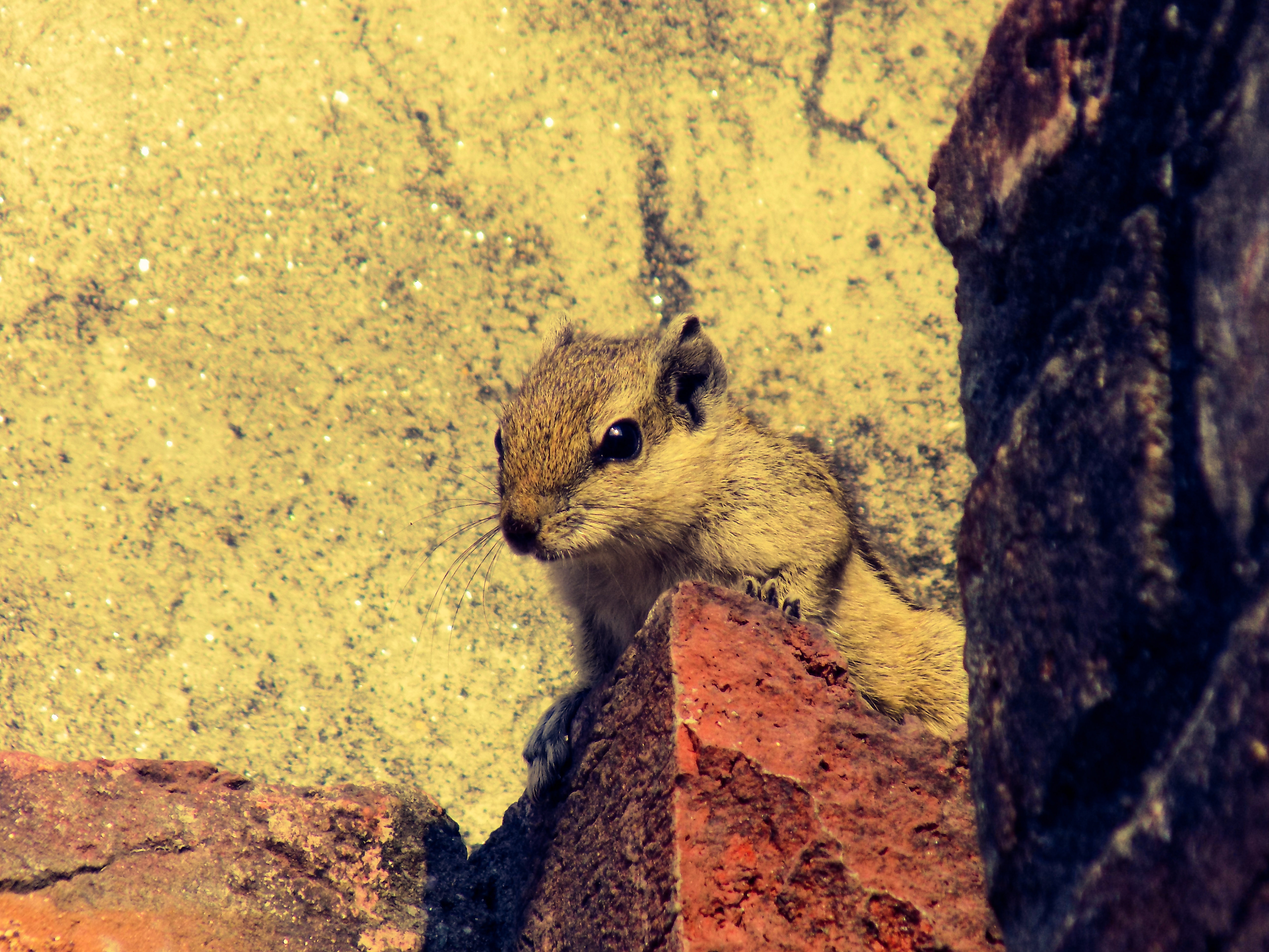 brown squirrel beside concrete wall