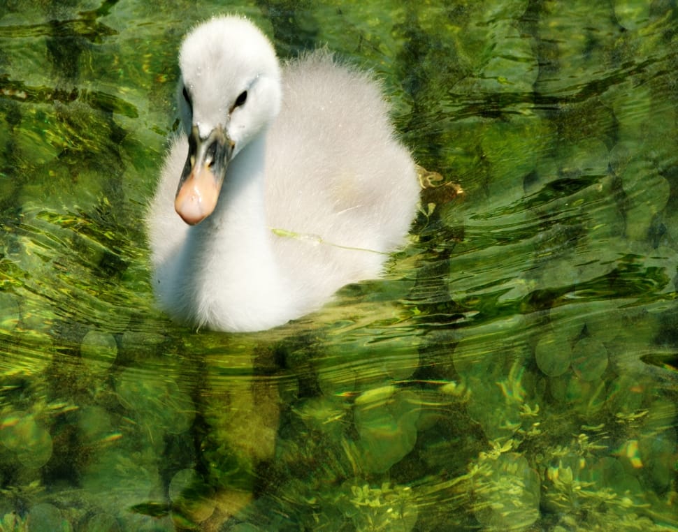 white duckling preview