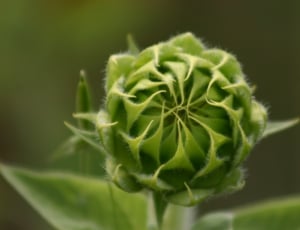 green flower bud thumbnail