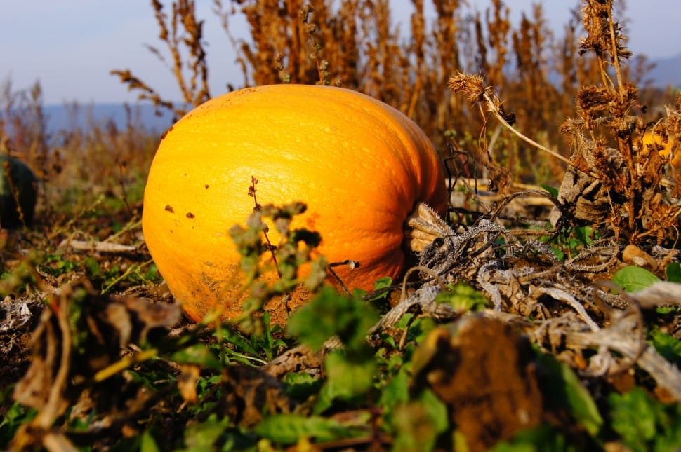 Vegetables, Pumpkin, Halloween, Autumn, food and drink, fruit preview