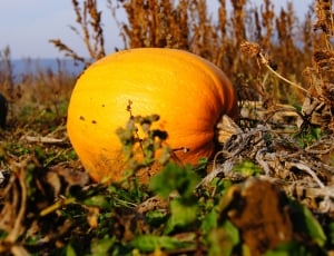 Vegetables, Pumpkin, Halloween, Autumn, food and drink, fruit thumbnail