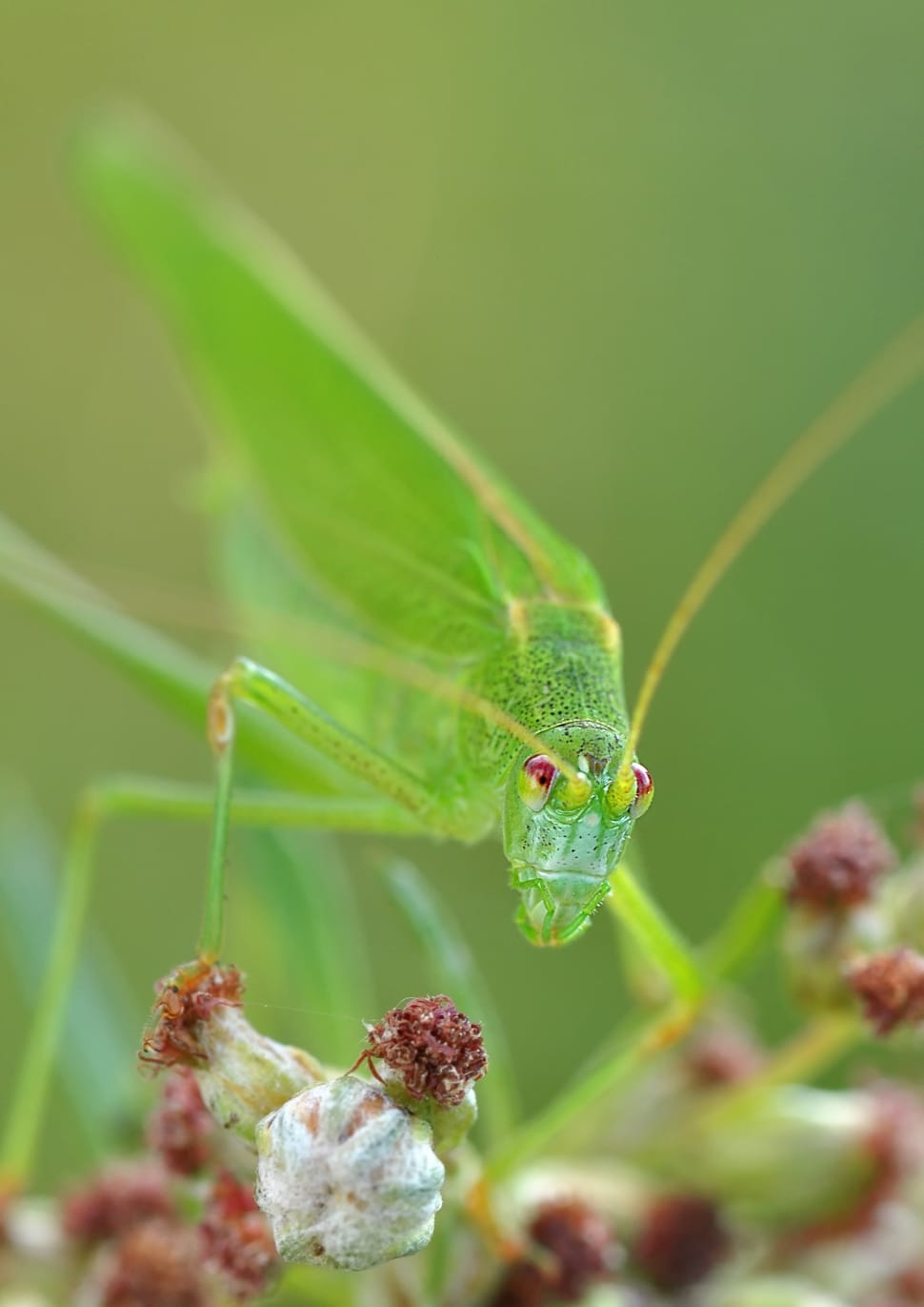 Grasshopper, Macro, Insect, Konik, animals in the wild, insect preview