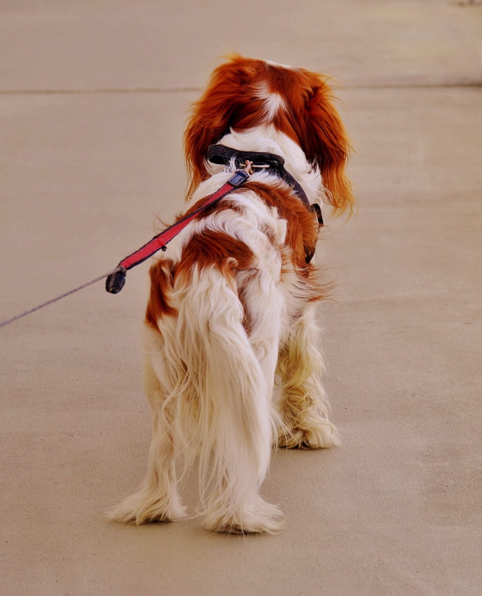 cavalier king charles spaniel preview