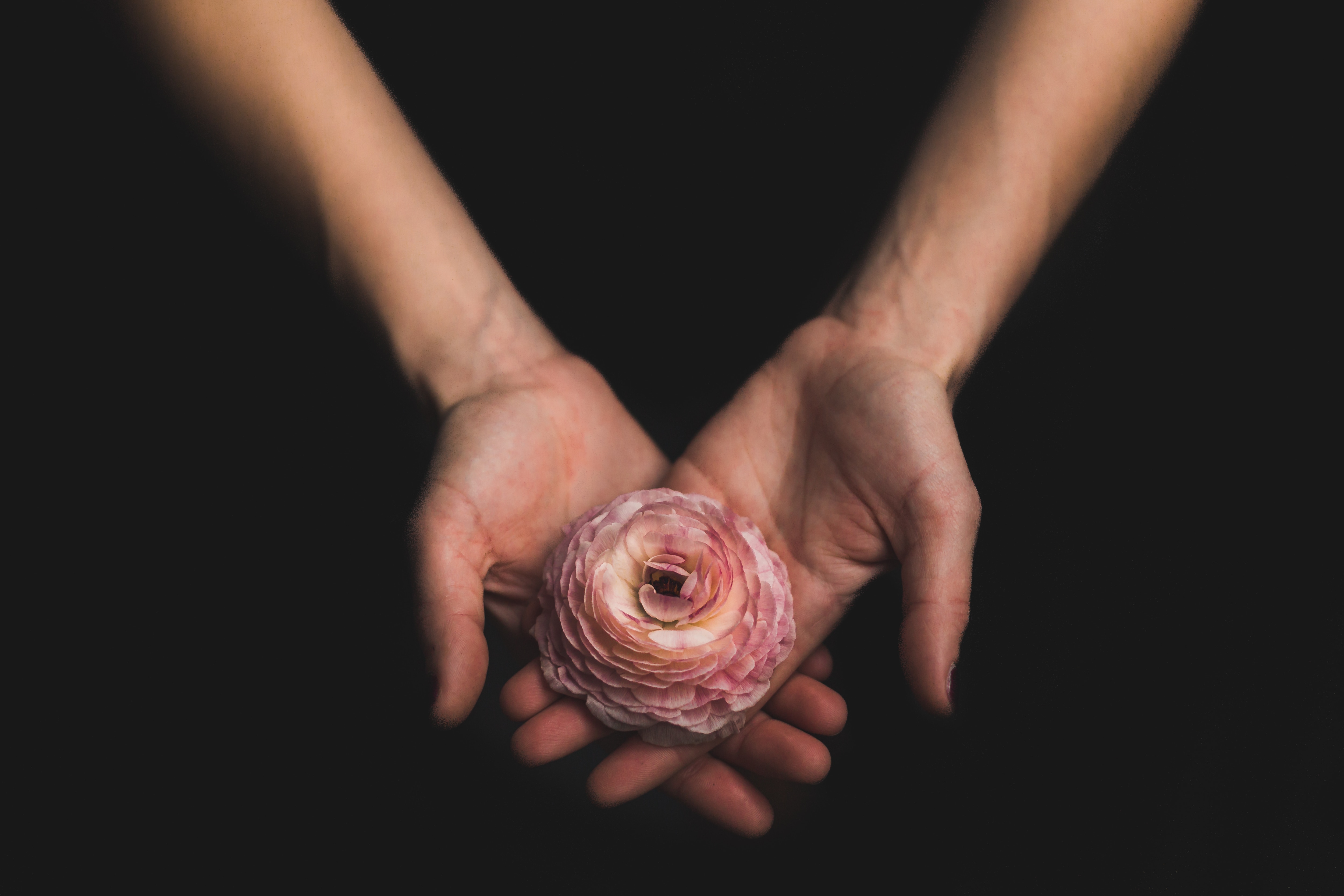 pink ranunculus on human hand palm