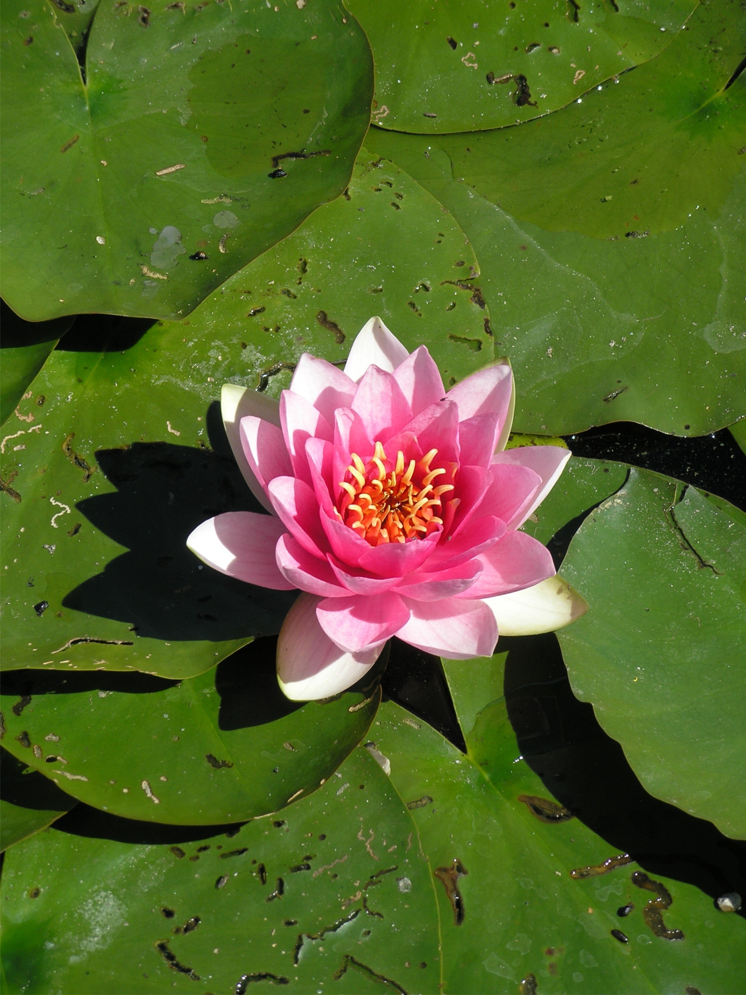 Pink Green Plant