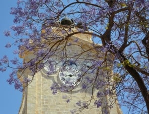 purple flower tree near clock tower thumbnail