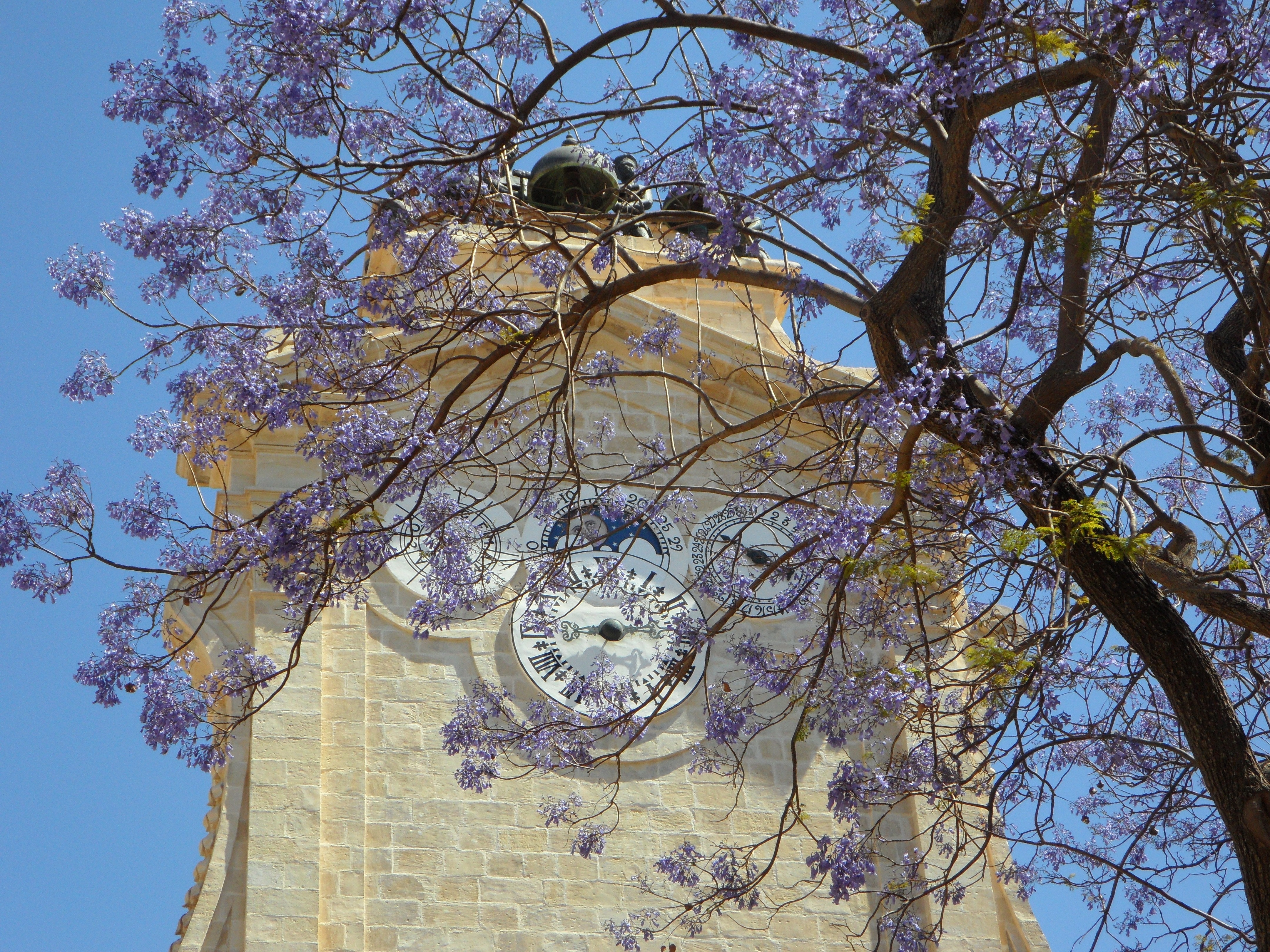 purple flower tree near clock tower