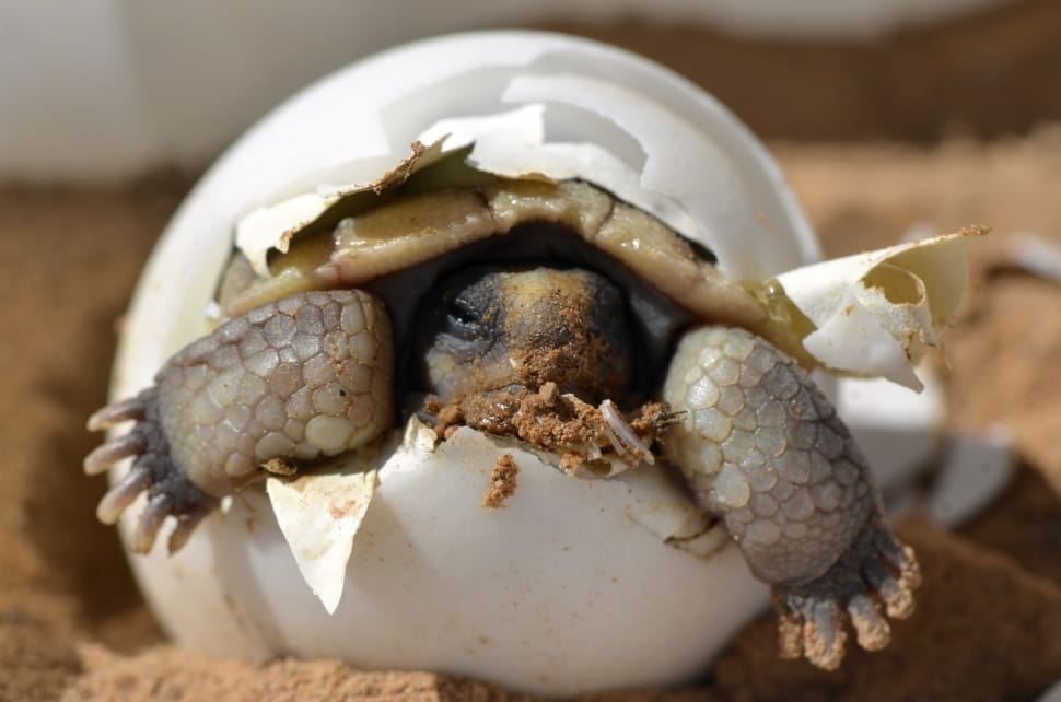 Desert Tortoise, Hatching, Baby, one animal, animal preview