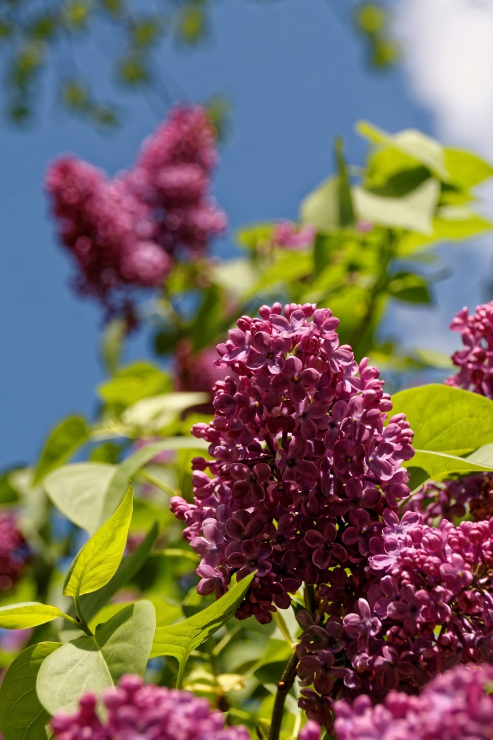 purple multi petaled flower clusters preview