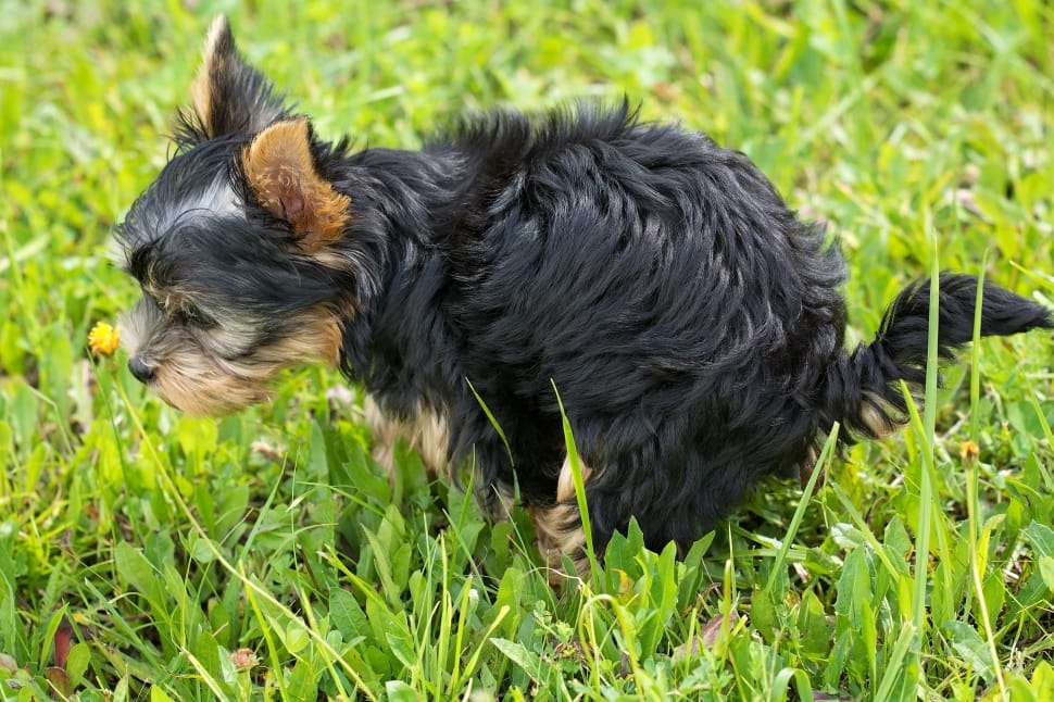 black and gold yorkshire terrier puppy preview