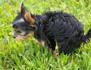 black and gold yorkshire terrier puppy thumbnail