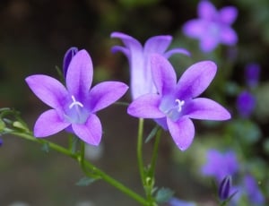 purple petaled flower plant thumbnail