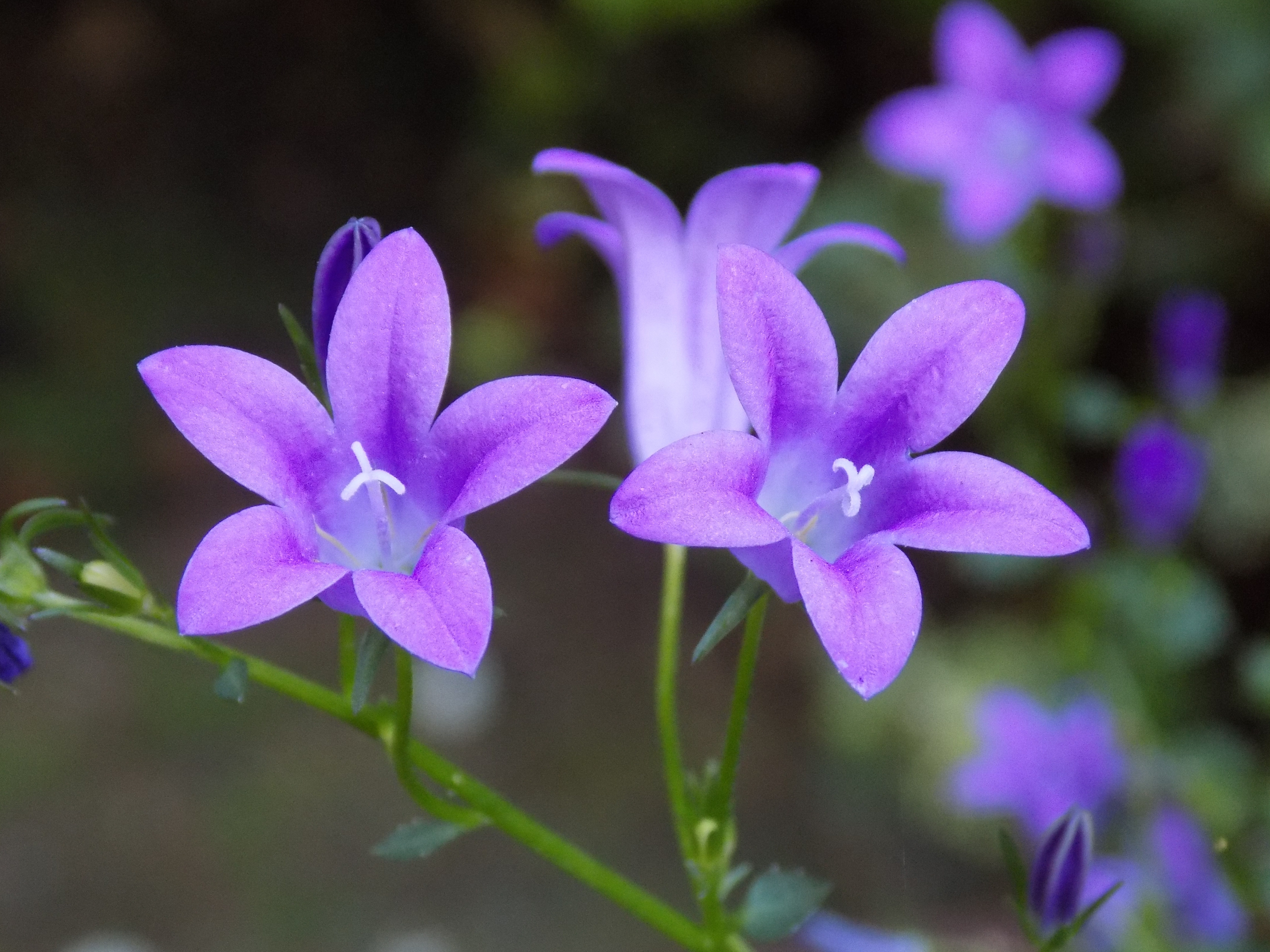 purple petaled flower plant