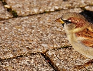 brown and beige bird thumbnail