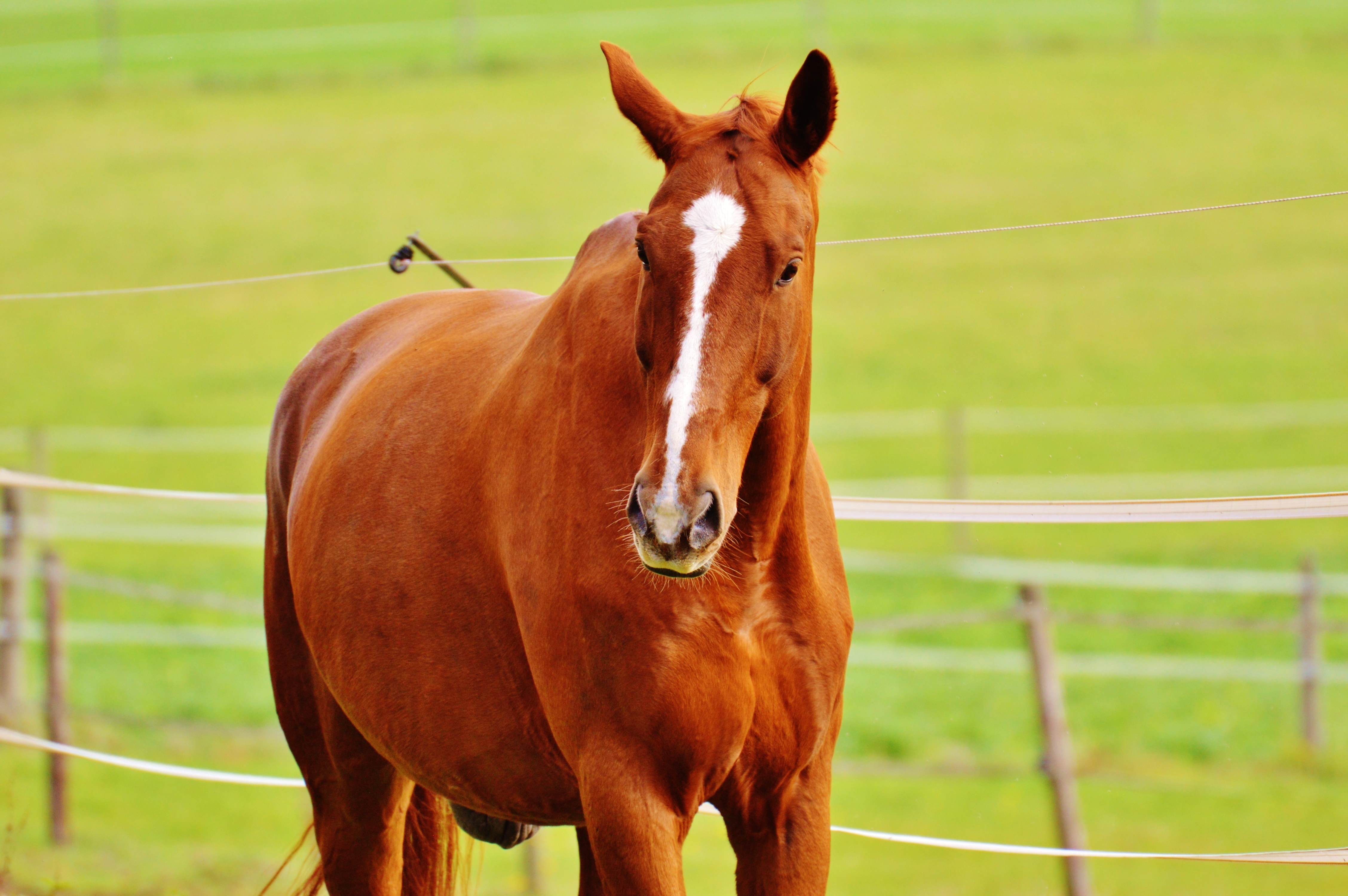 Домашние животные лошадь. Красная лошадь. Красный конь. Картинки домашних животных лошадь.