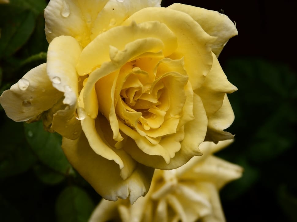 close-up photography of yellow rose with water droplets preview