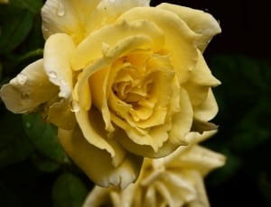 close-up photography of yellow rose with water droplets thumbnail