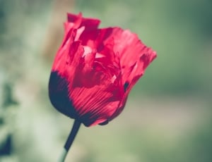 red and black petaled flower thumbnail