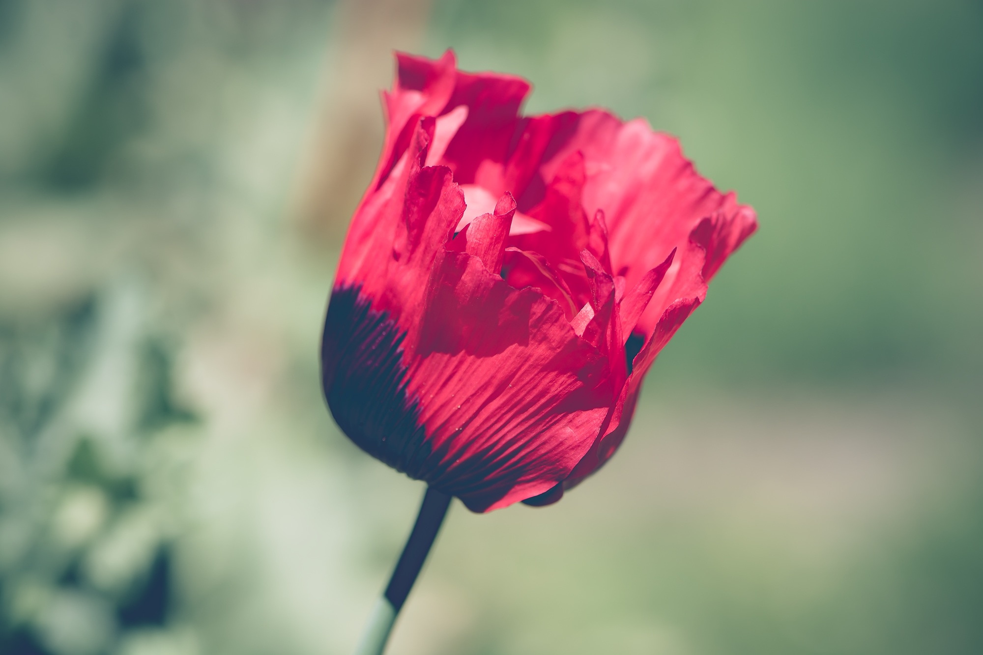 red and black petaled flower