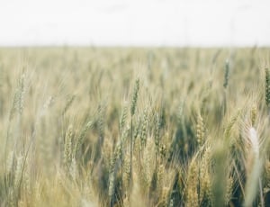 gray wheat field thumbnail