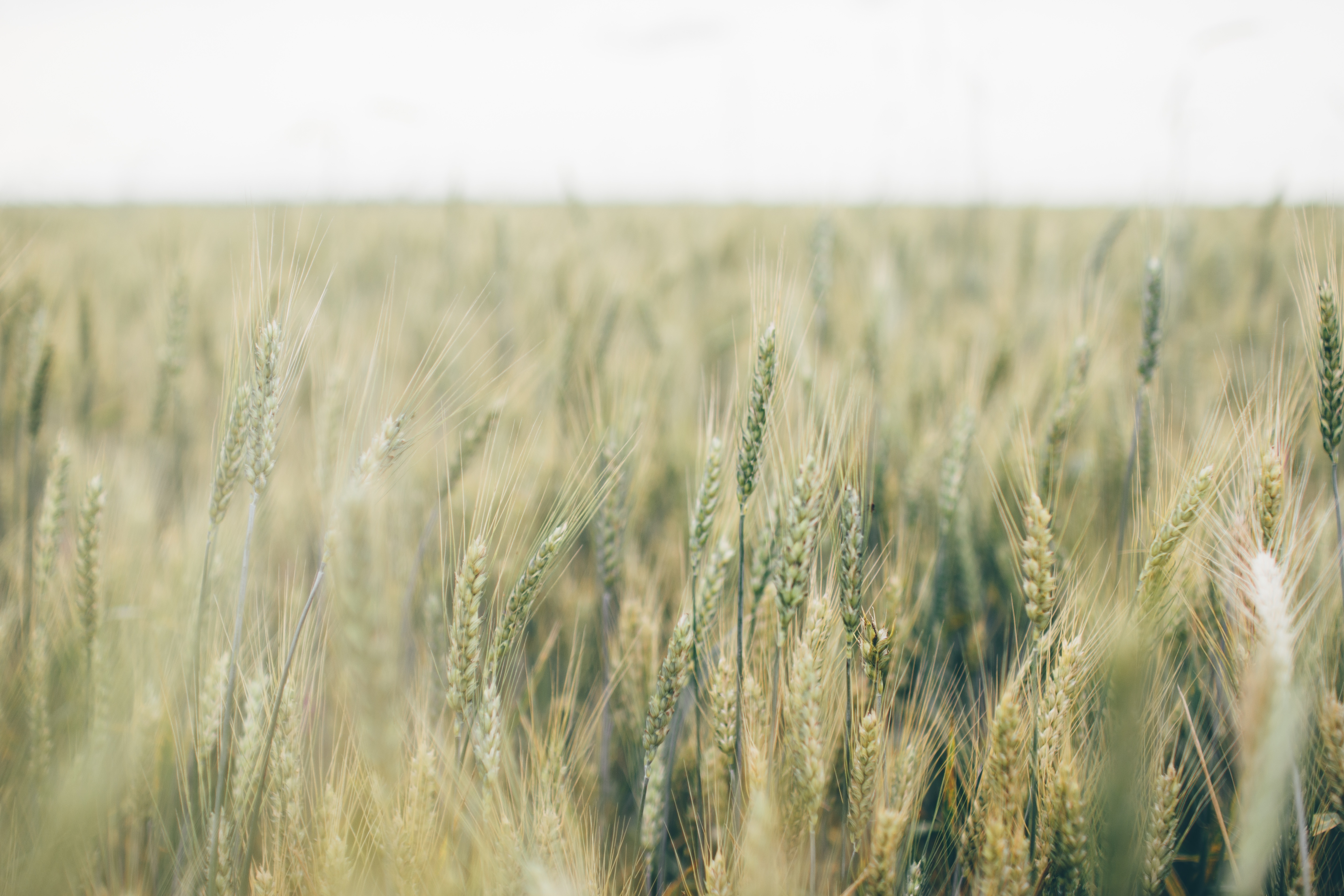 gray wheat field