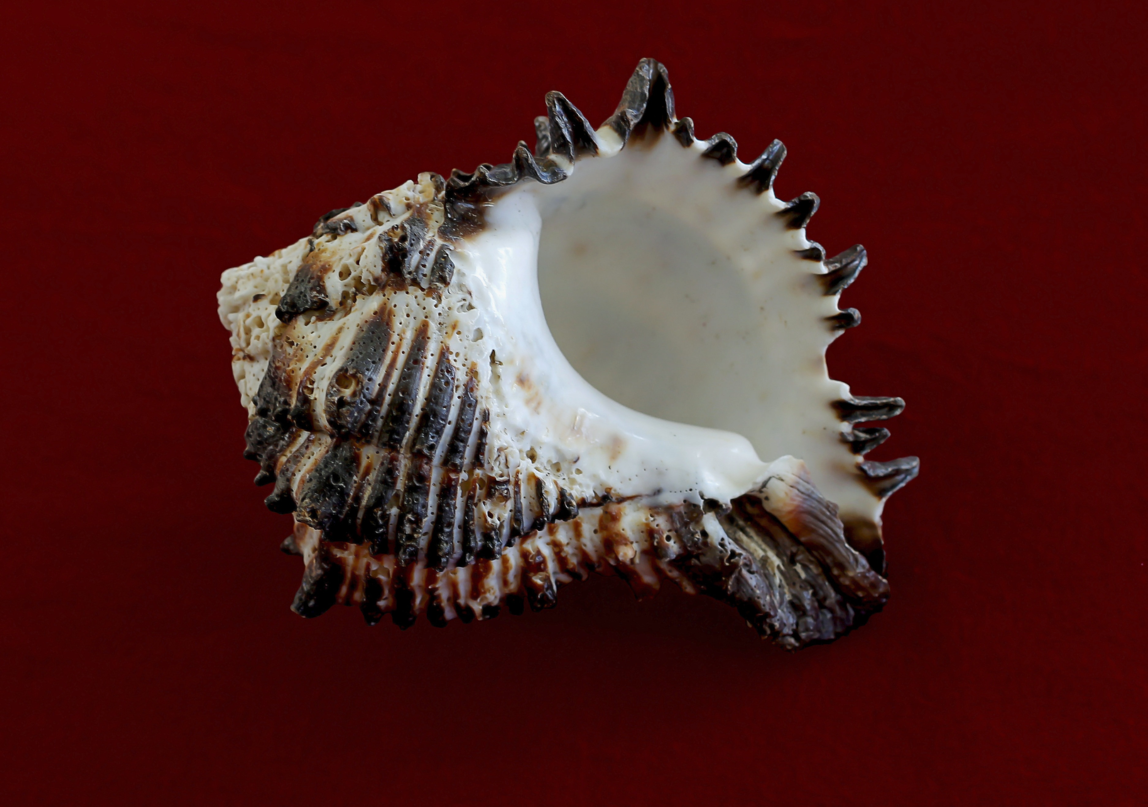 black and white seashell