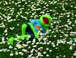 Concerns, Kermit, Frog, Meadow, Daisy, green color, day thumbnail