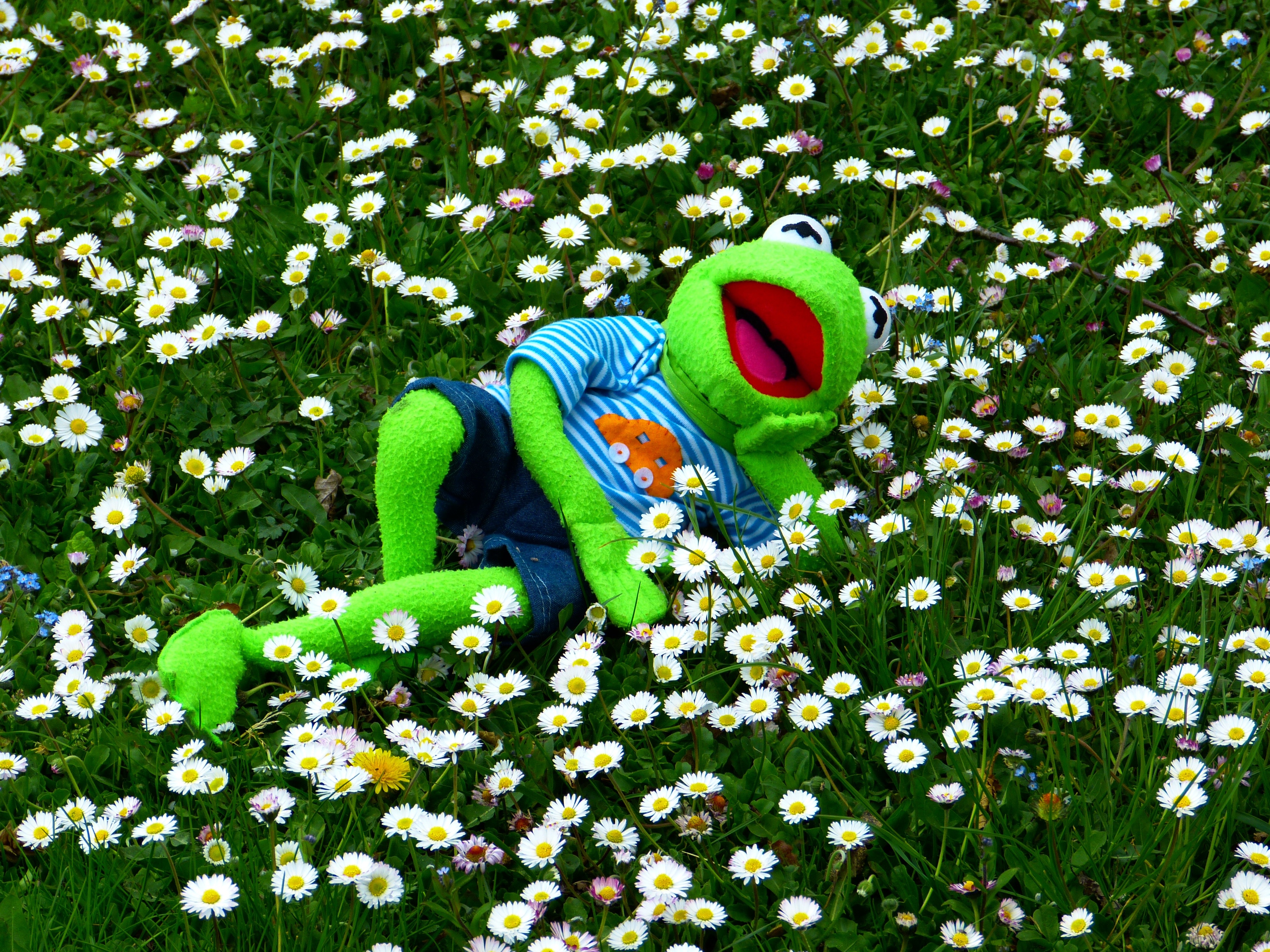 Concerns, Kermit, Frog, Meadow, Daisy, green color, day
