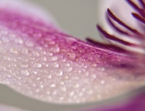 pink and purple petal thumbnail