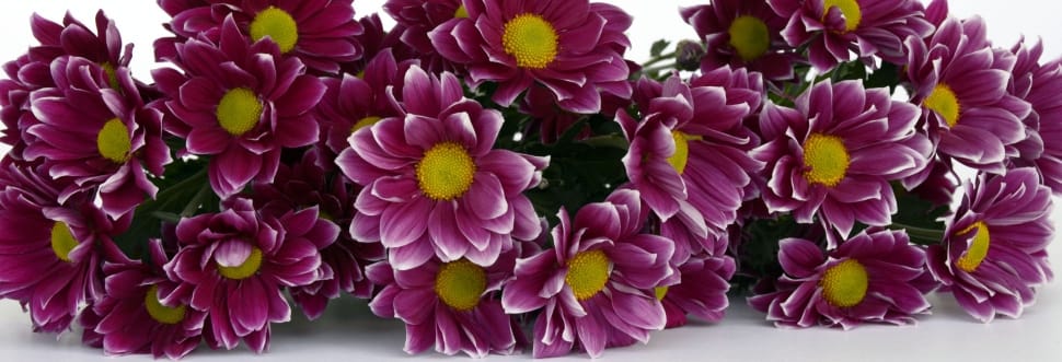 pink and white and yellow flowers lot preview