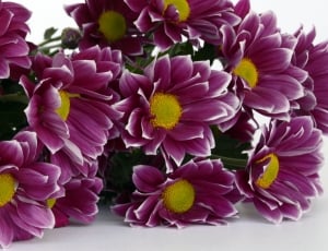 pink and white and yellow flowers lot thumbnail
