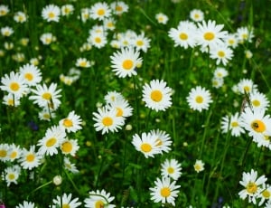 Meadows Daisies, Flowers, flower, petal thumbnail