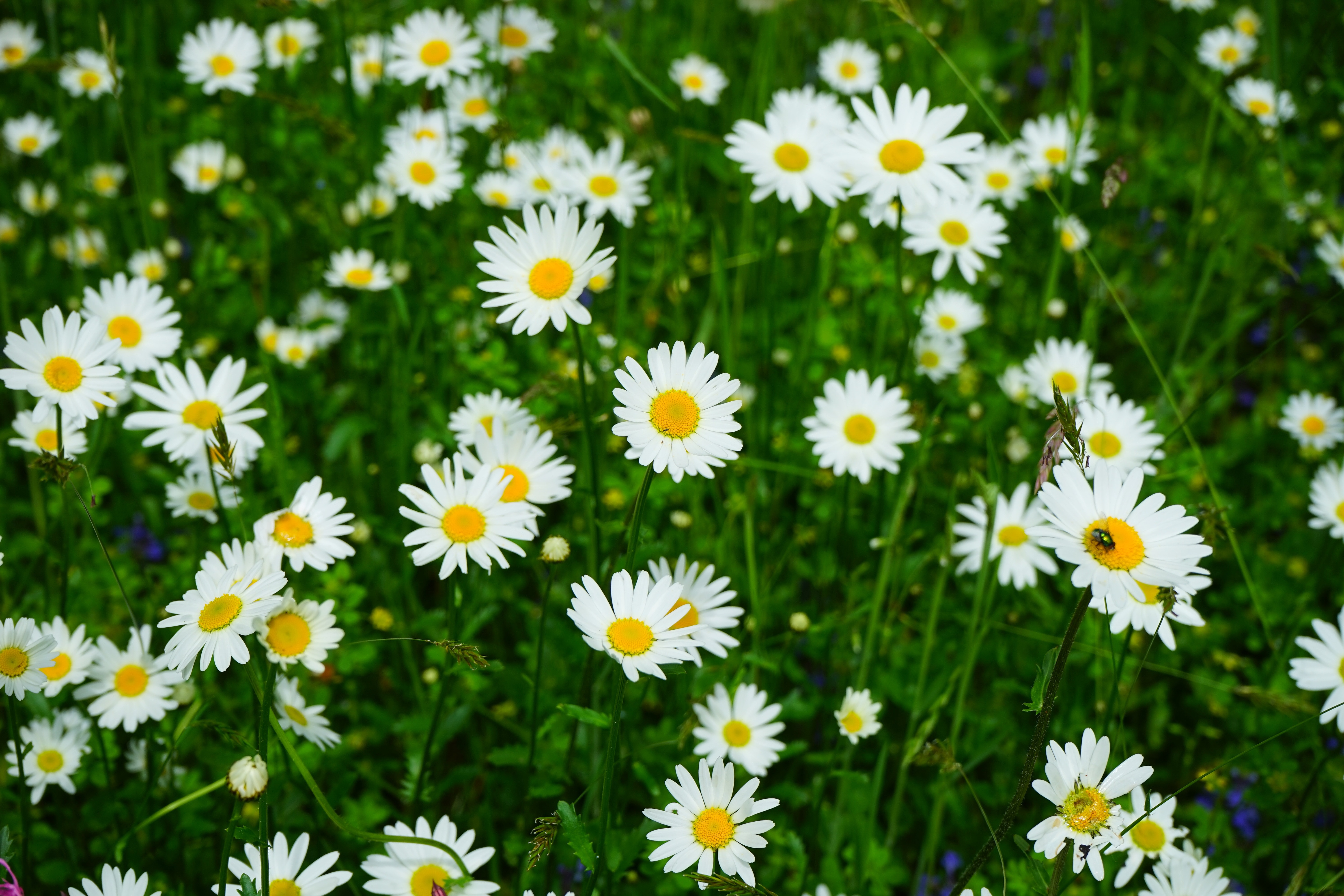 Meadows Daisies, Flowers, flower, petal