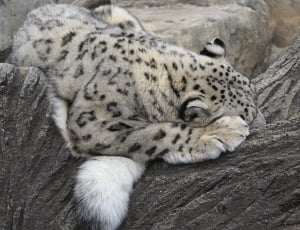 lying Jaguar on wooden surface thumbnail