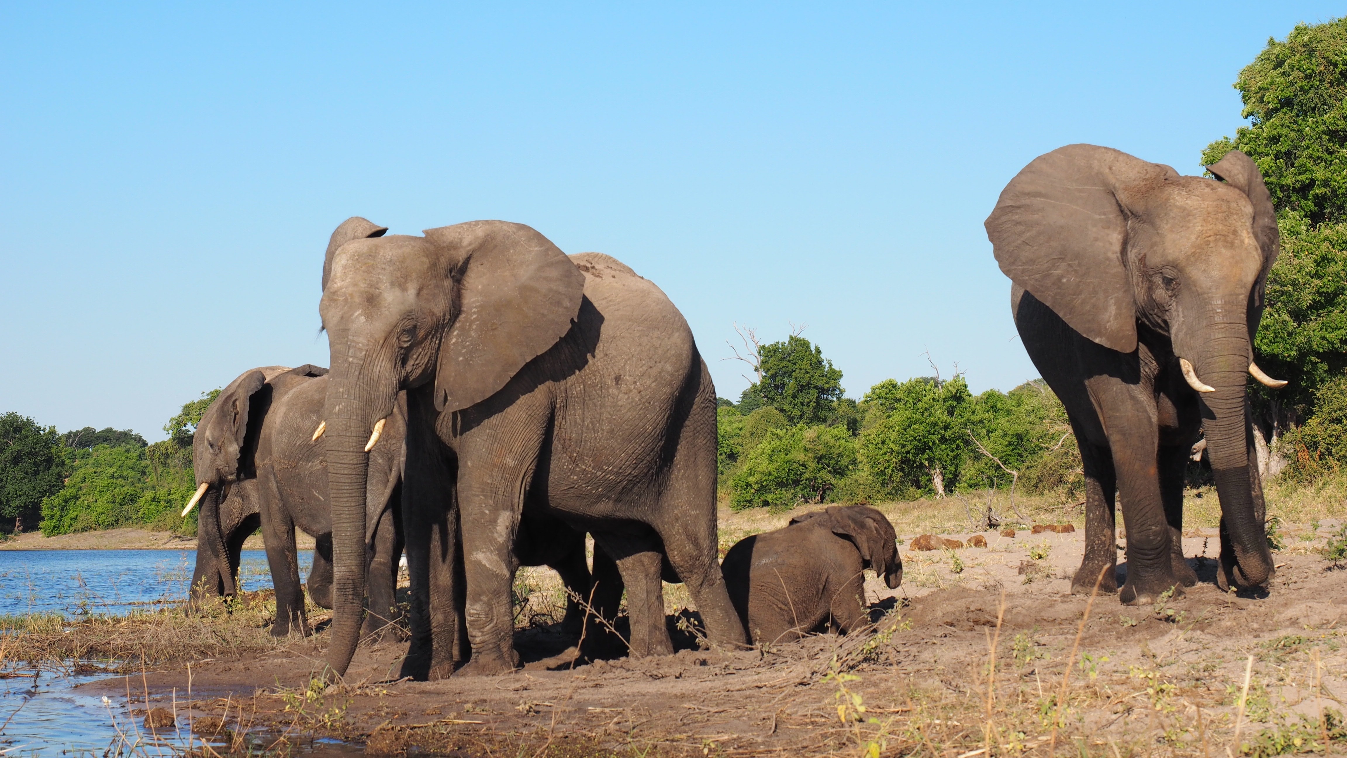 1920x1080 wallpaper | herd of african elephant | Peakpx