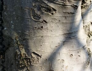 grey tree stem thumbnail