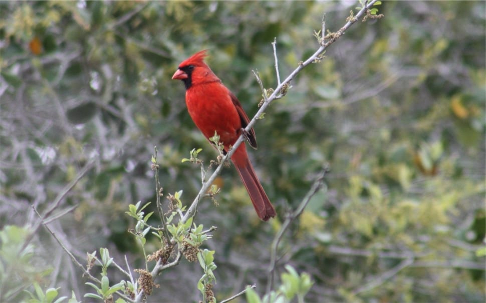 male cardinal bird preview
