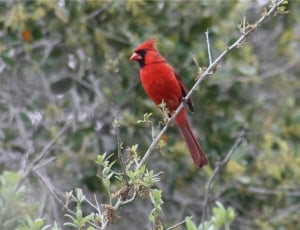 male cardinal bird thumbnail