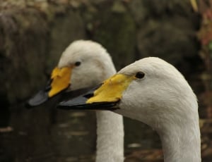 two duck heads thumbnail