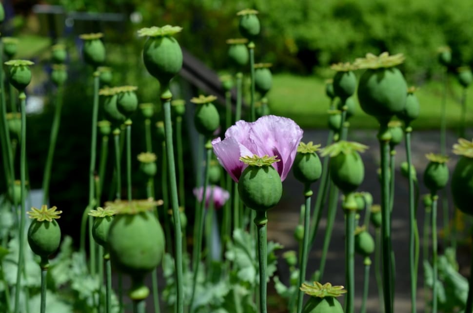 purple opium poppy flower preview