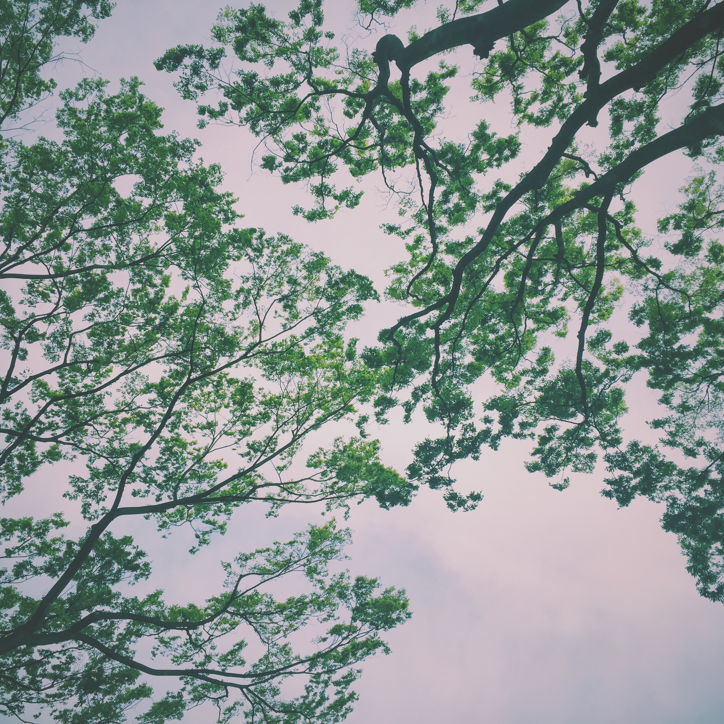 green leafed tree