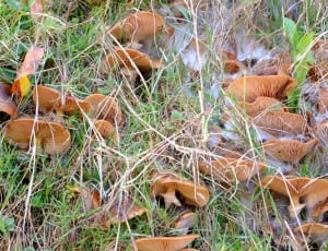 photo of brown mushrooms thumbnail