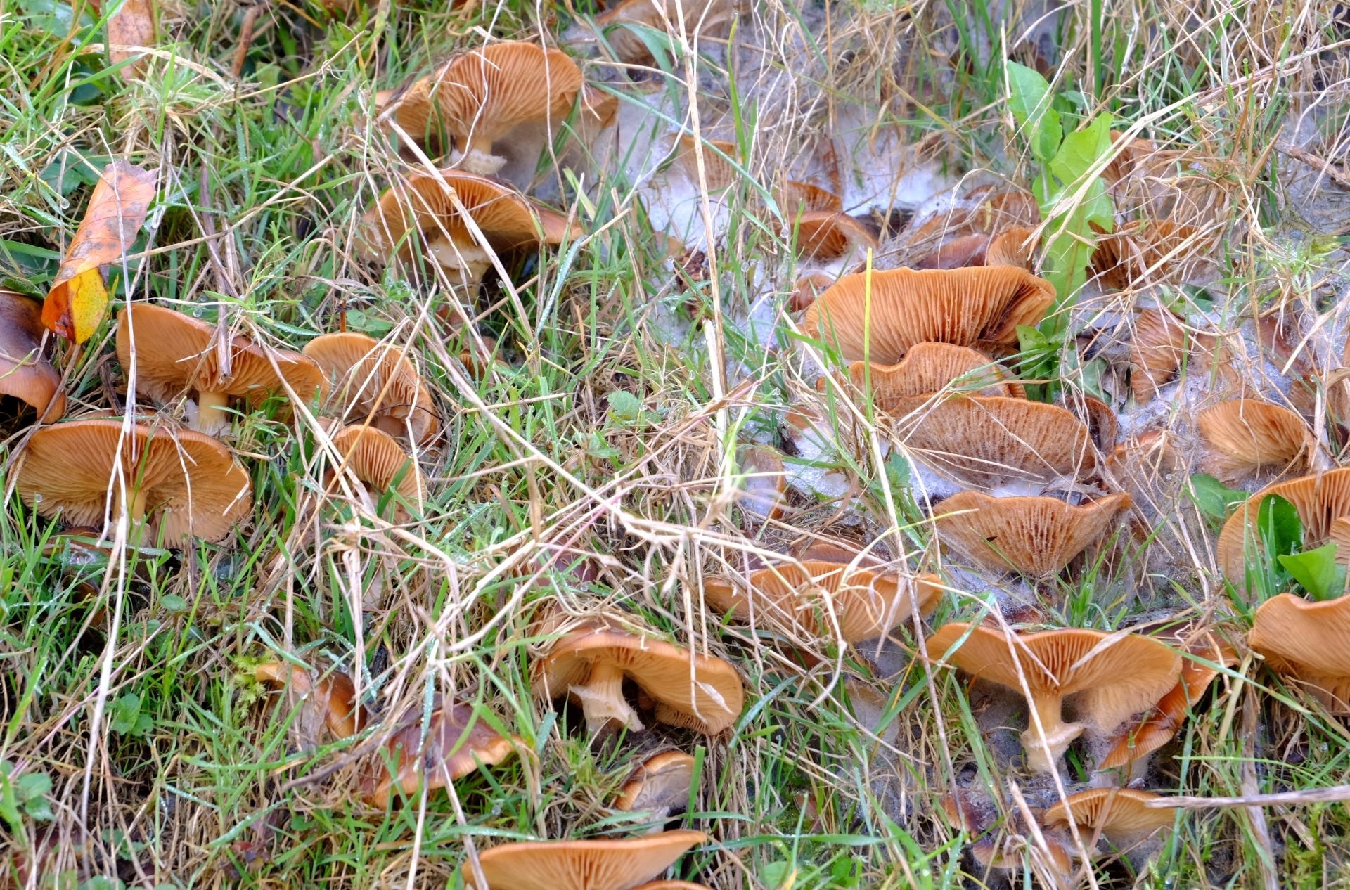 photo of brown mushrooms